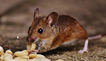 pharmaceutical-pest-control Experts in Harding